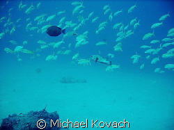 Reef at Lauderdale by the Sea by Michael Kovach 
